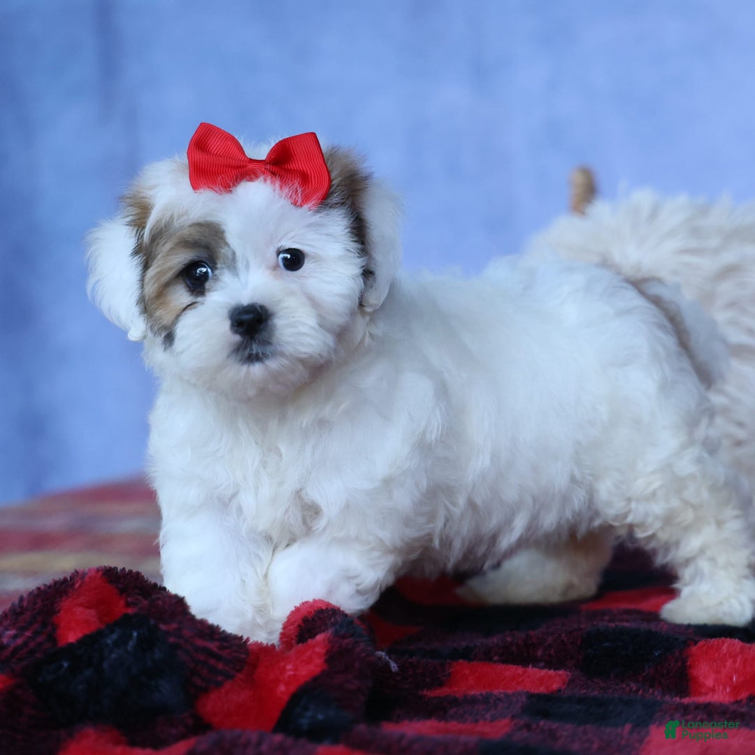 Shihpoo dogs for sale: Sage - Image 15