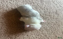 French Bulldog dogs for sale: Puppy 3 - Image 2