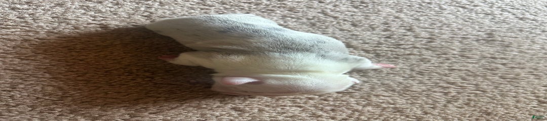 Puppy 3
