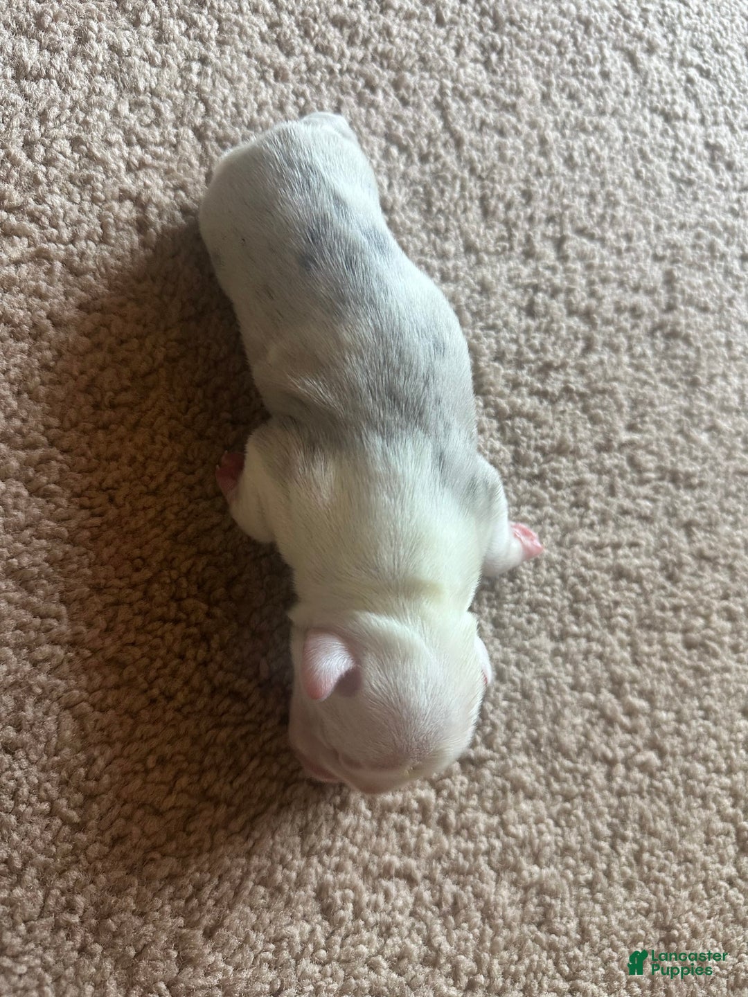 French Bulldog dogs for sale: Puppy 3 - Image 2