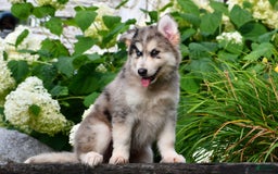 Gerberian Shepsky dogs for sale: Leo - Image 4
