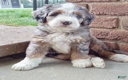 Mini Bernedoodle dogs for sale: Mia - Image 15
