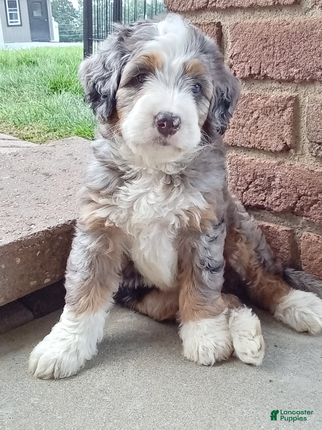 Mini Bernedoodle dogs for sale: Mia - Image 15