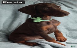 Doberman Pinscher dogs for sale: Persia - Image 4