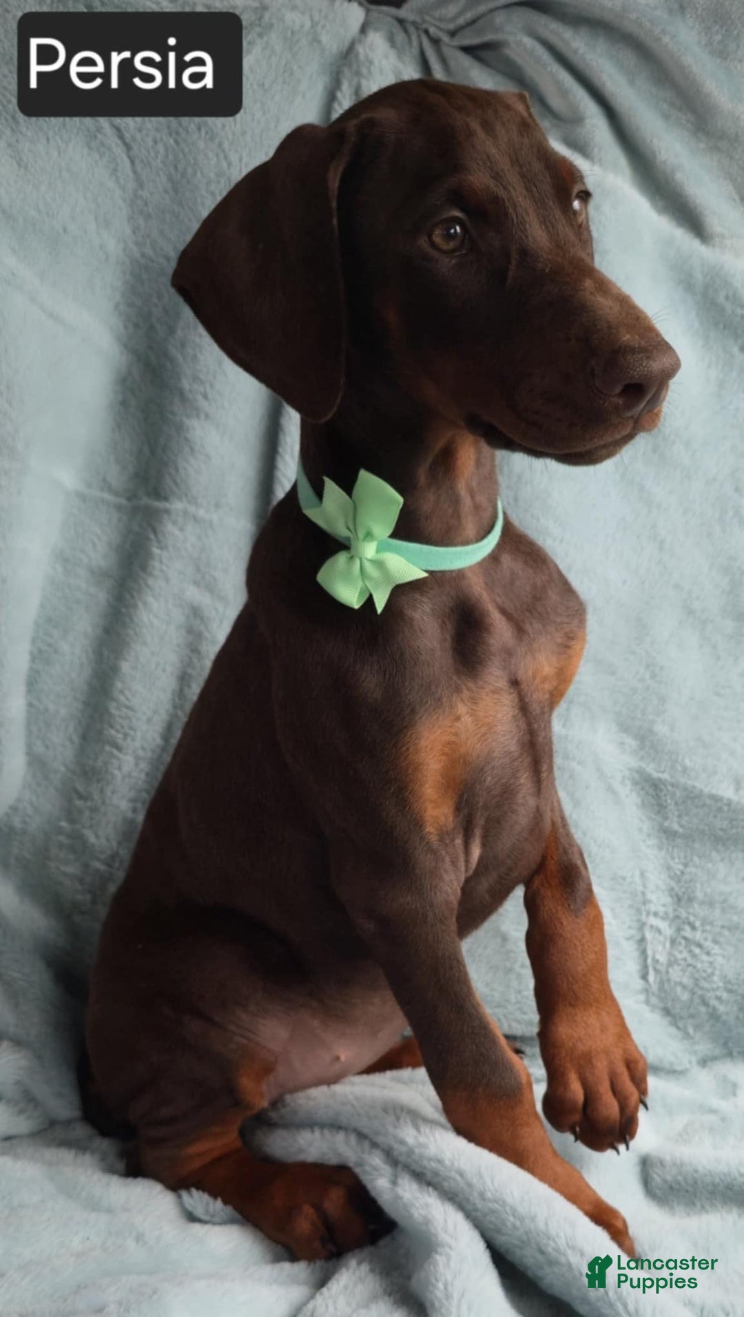 Doberman Pinscher dogs for sale: Persia - Image 4