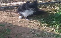 Chihuahua dogs for sale: Full Akc   Dealer - Image 1