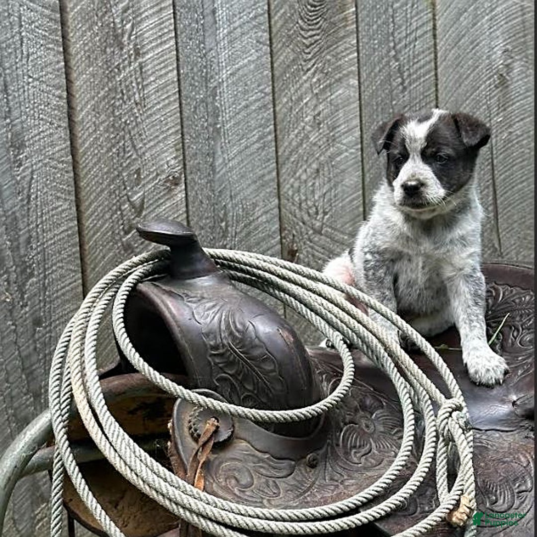 Australian Cattle Dog dogs for sale: Honda - Image 2