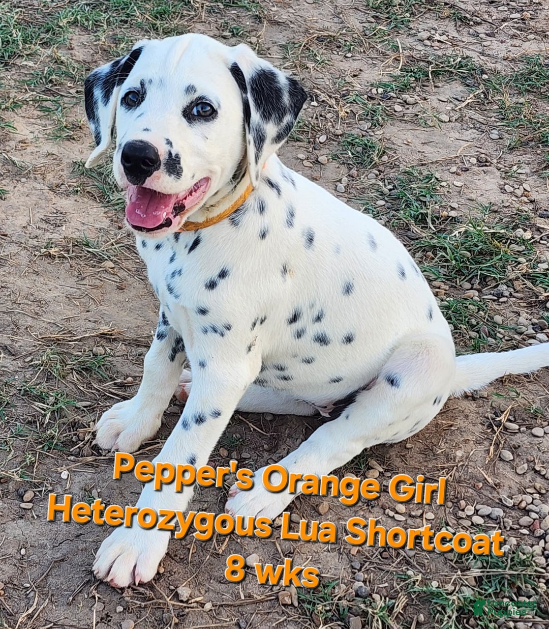 Dalmatian dogs for sale: Peppers Orange Girl - Image 14