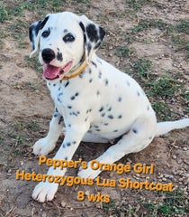 Peppers Orange Girl