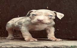 American Bully dogs for sale: Rocky - Image 3