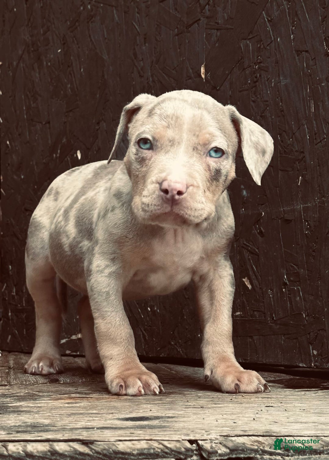 American Bully dogs for sale: Rocky - Image 3