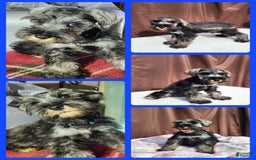 Miniature Schnauzer dogs for sale: Junior - Image 5