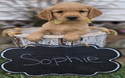 Golden Retriever dogs for sale: Sophie - Image 3