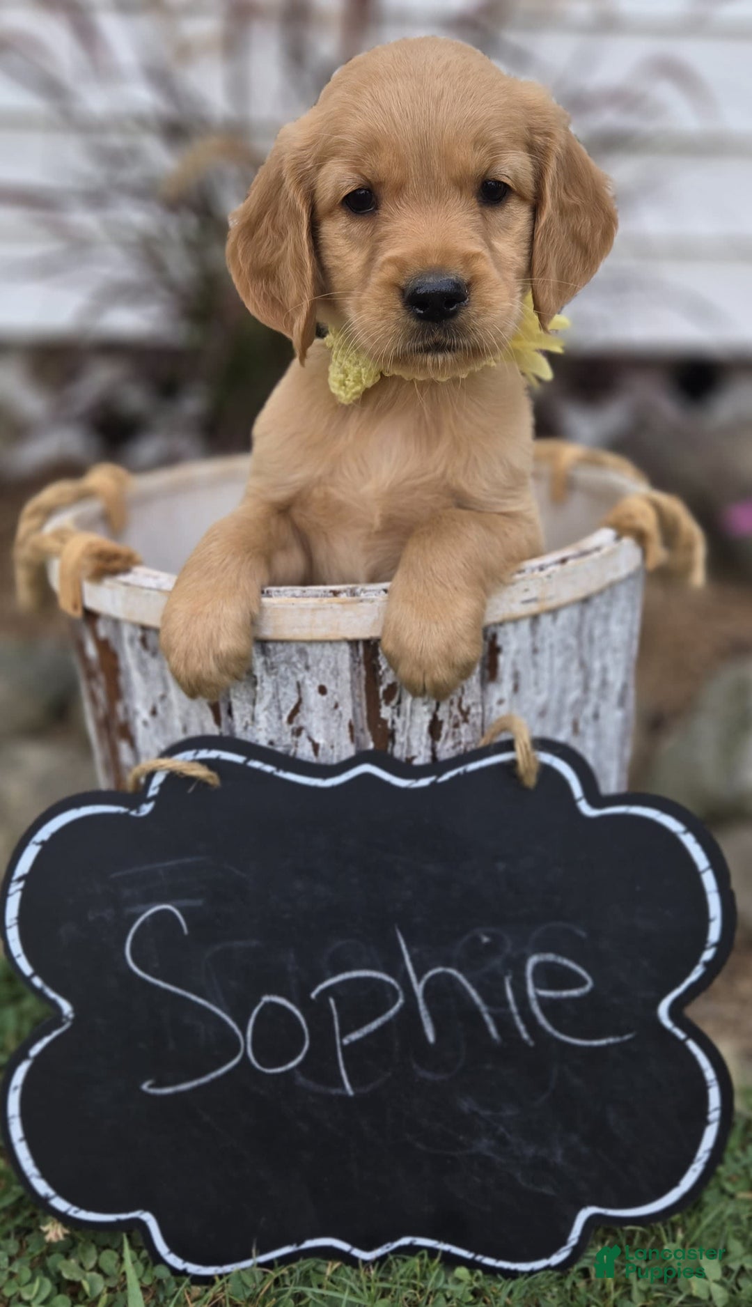 Golden Retriever dogs for sale: Sophie - Image 3