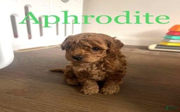 Toy Poodle dogs for sale: Aphrodite - Image 5