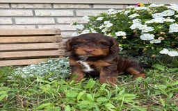Beagle dogs for sale: Lilly - Image 3