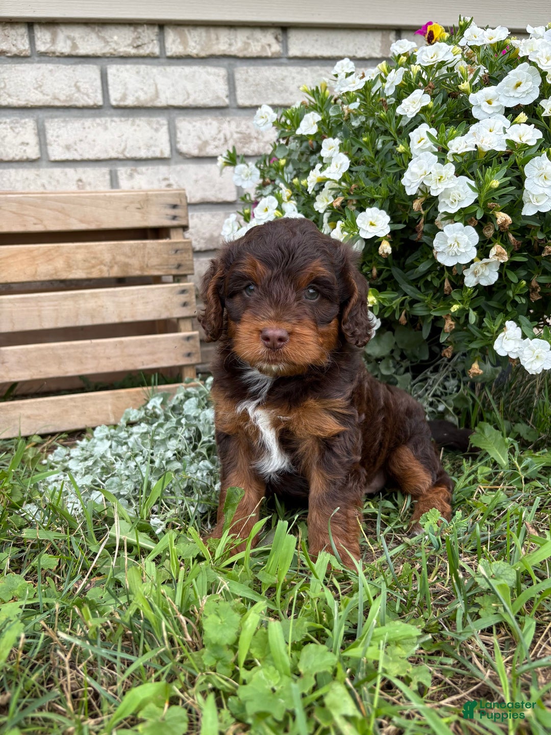 Beagle dogs for sale: Lilly - Image 3
