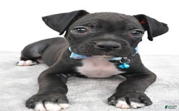 Boxer dogs for sale: Rexton - Image 8