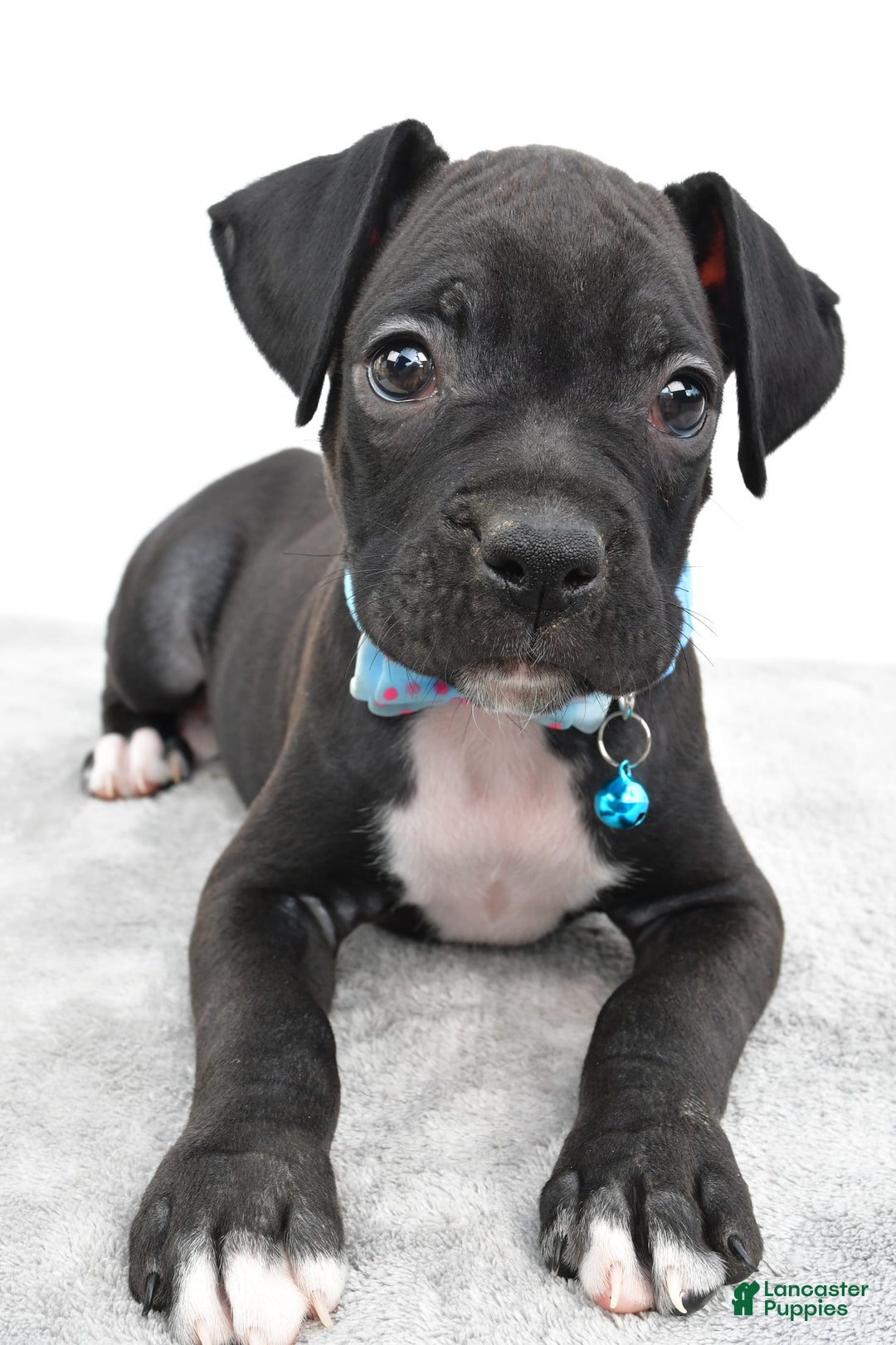 Boxer dogs for sale: Rexton - Image 8