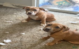 American Bully dogs for sale: Fawn/bluefawn - Image 1