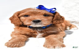Mini Goldendoodle dogs for sale: Rascal - Image 8