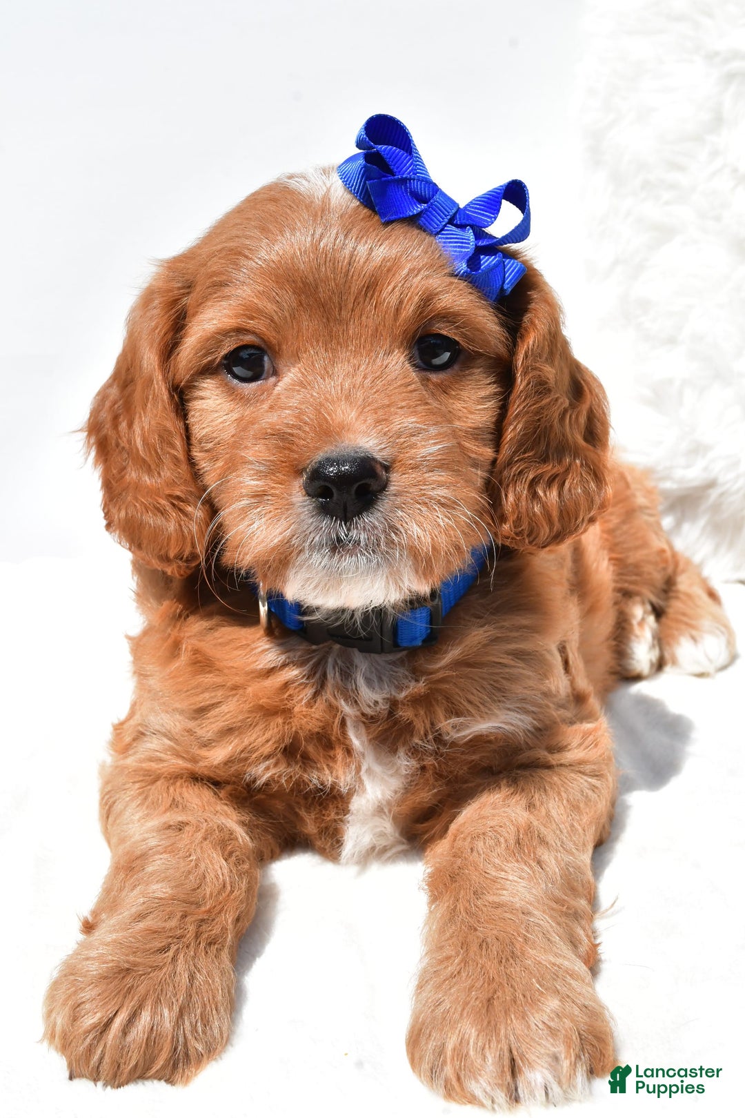 Mini Goldendoodle dogs for sale: Rascal - Image 8