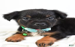 French Bulldog dogs for sale: Clyde - Image 9