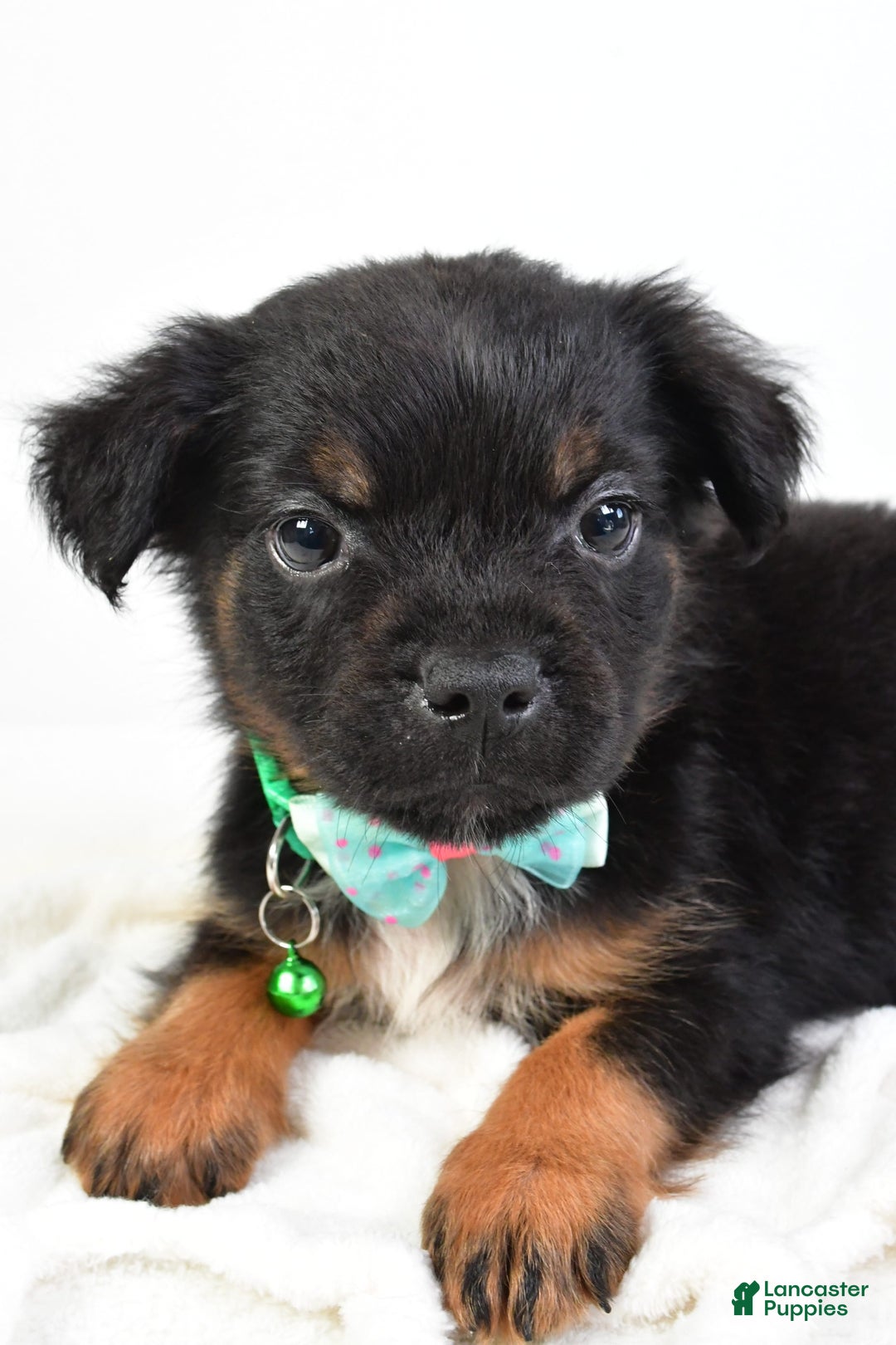 French Bulldog dogs for sale: Clyde - Image 9