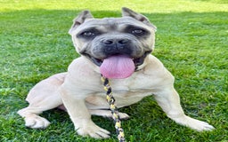 Cane Corso dogs for sale: Georgia - Image 39