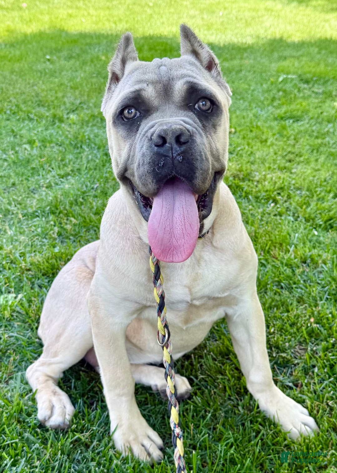 Cane Corso dogs for sale: Georgia - Image 39