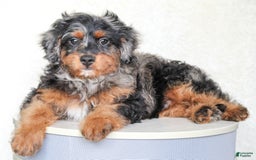 Cavapoo dogs for sale: Truffles - Image 2