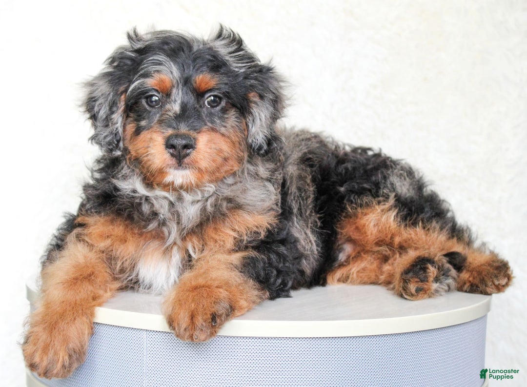 Cavapoo dogs for sale: Truffles - Image 2