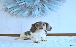 Miniature Dachshund dogs for sale: Isaac Rare Color - Image 3
