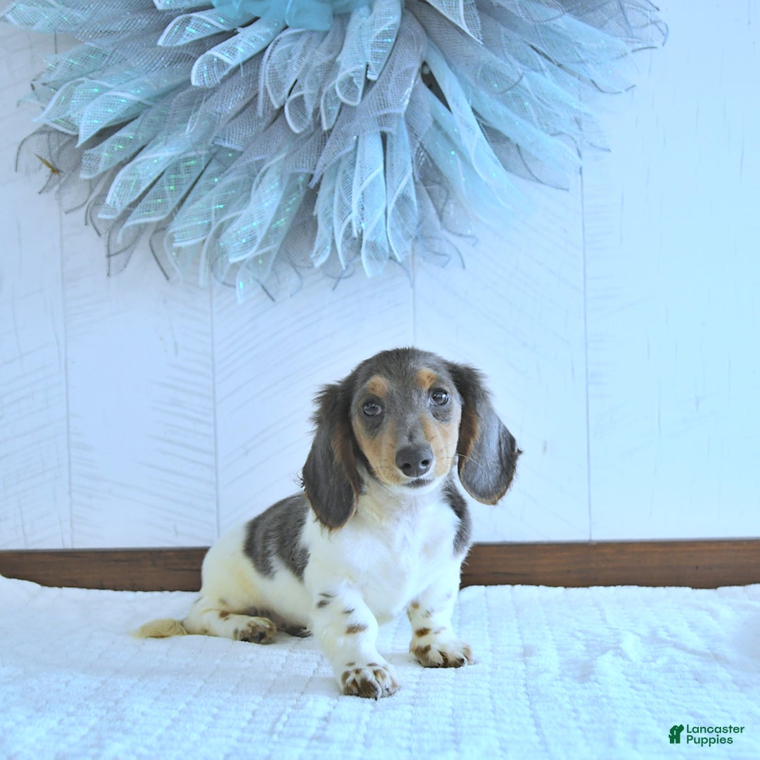 Miniature Dachshund dogs for sale: Isaac Rare Color - Image 3