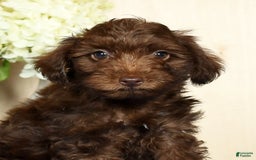 Yorkiepoo dogs for sale: Tanner - Image 8
