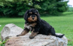 Bernedoodle dogs for sale: Paprika - Image 11