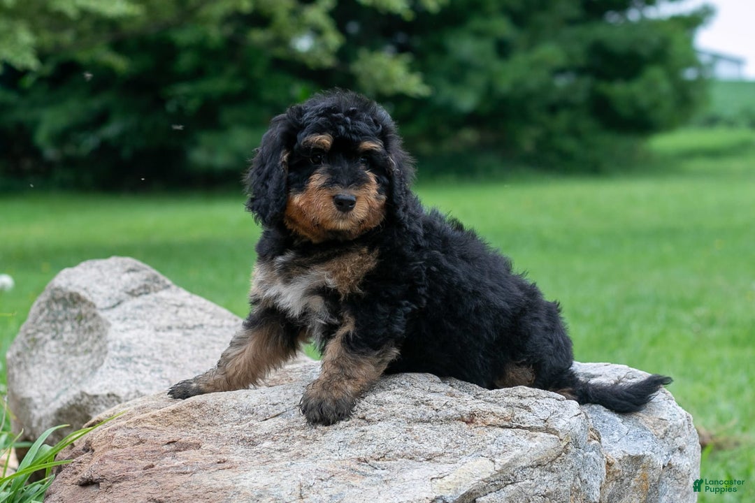 Bernedoodle dogs for sale: Paprika - Image 11