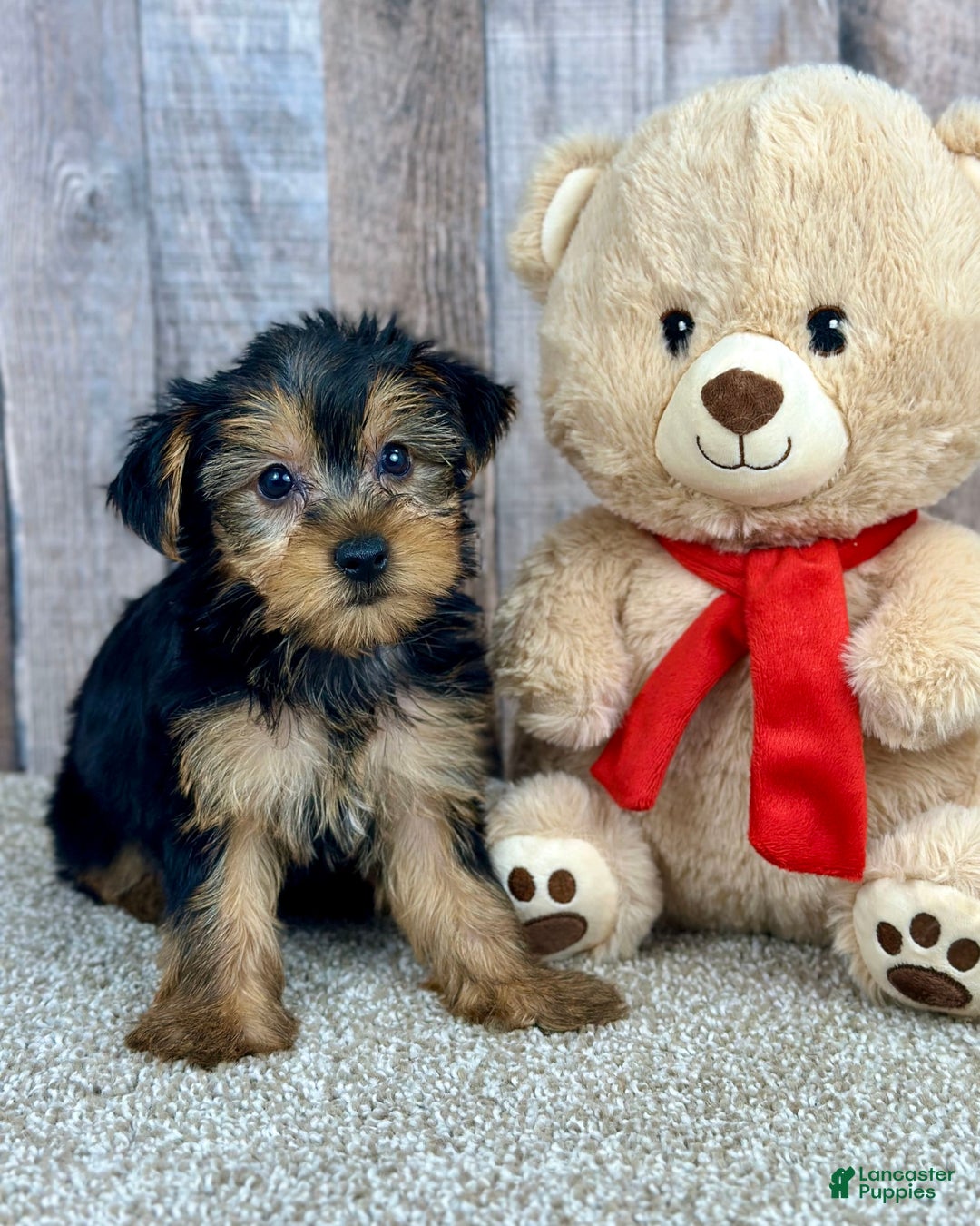 Yorkshire Terrier dogs for sale: Yorkshire Terrier 8 puppies - Image 2