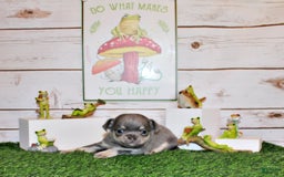 Chihuahua dogs for sale: Urban - Listing for pets: Urban - Image 2
