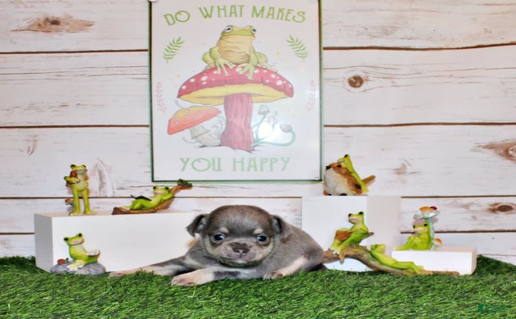 Chihuahua dogs for sale - Ad 5