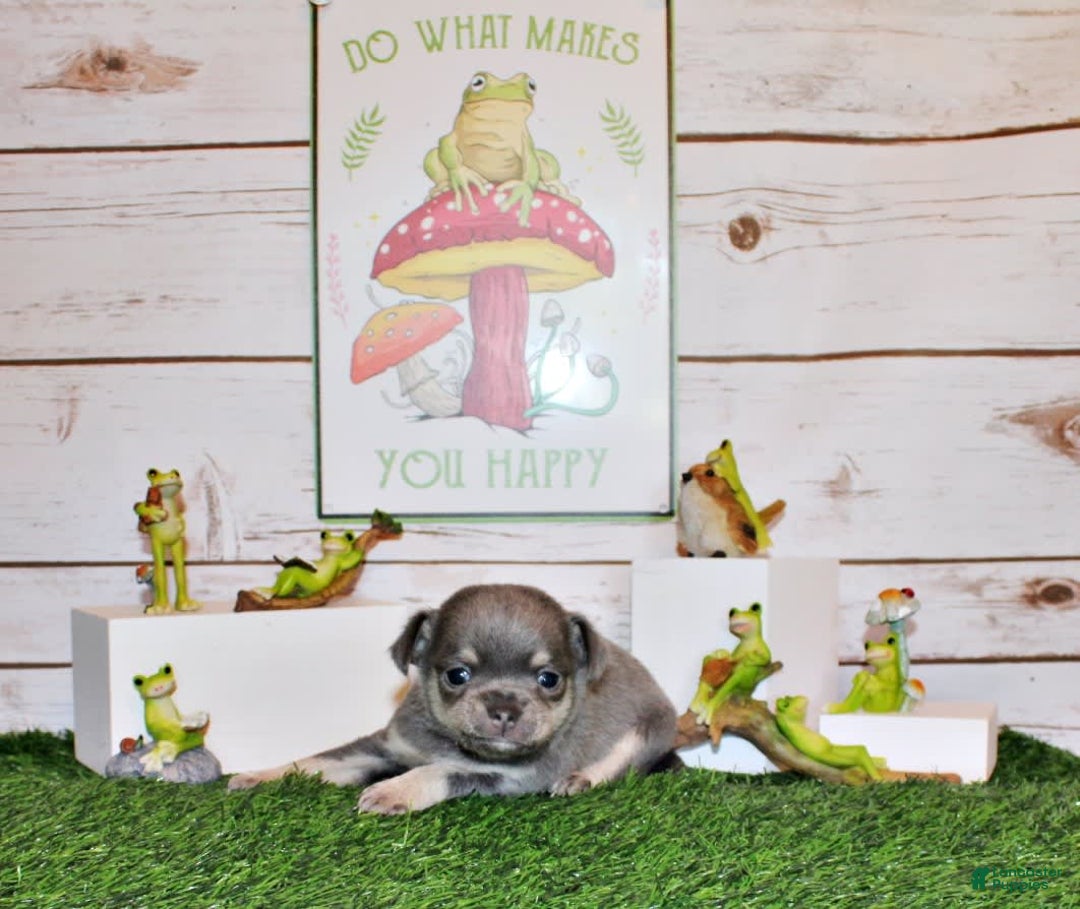 Chihuahua dogs for sale: Urban - Listing for pets: Urban - Image 2
