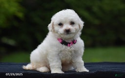 Bichon Frise dogs for sale: Trixie - Image 1