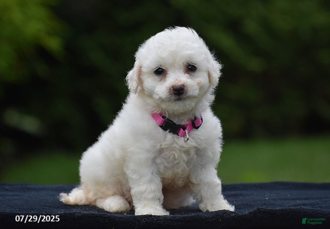 Bichon Frise dogs for sale: Trixie - Image 1