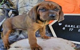 Redbone Coonhound dogs for sale: Oakley - Image 2