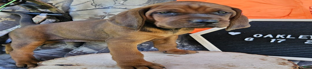 Oakley
