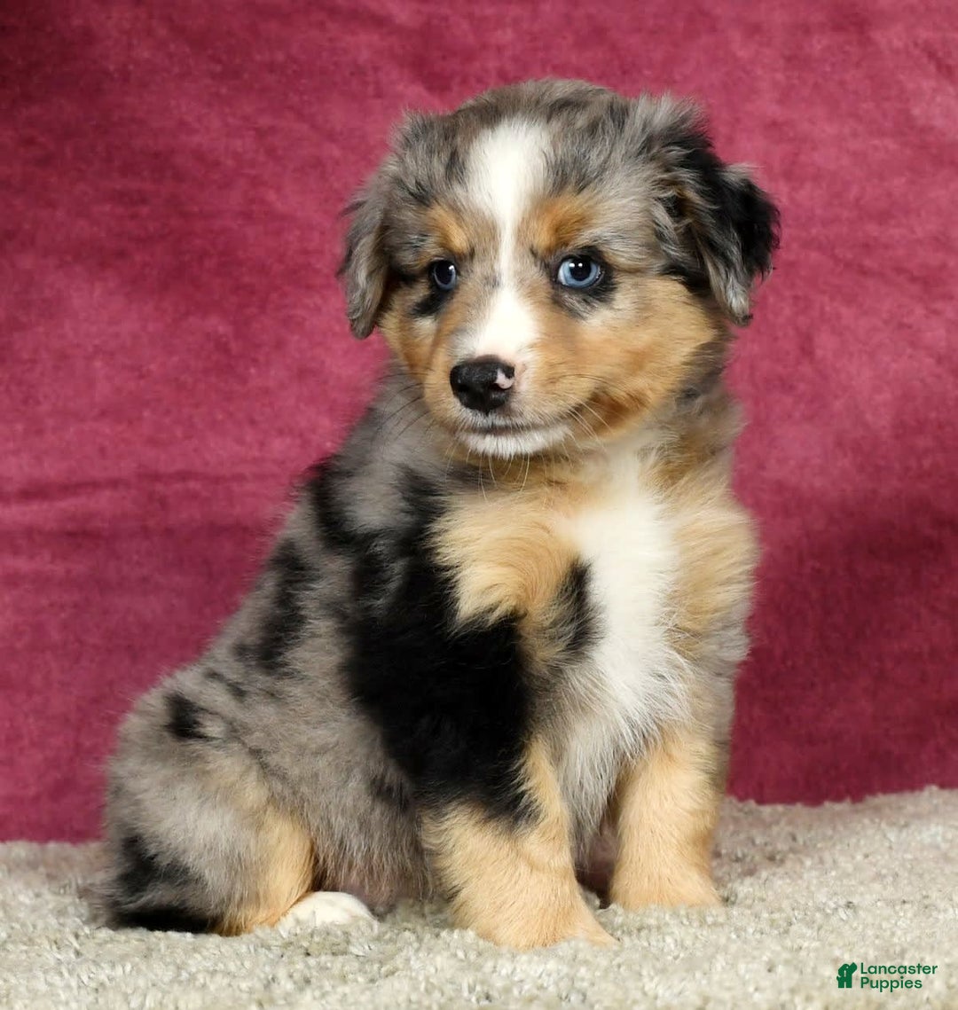 Miniature Australian Shepherd dogs for sale: Alex - Image 1