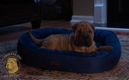 Shar Pei dogs for sale: Bear - Image 1