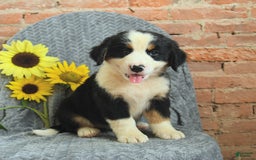 Greater Swiss Mountain Dog dogs for sale: Robin - Image 2