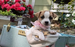 Jack Russell Terrier dogs for sale: Blondie - Image 2
