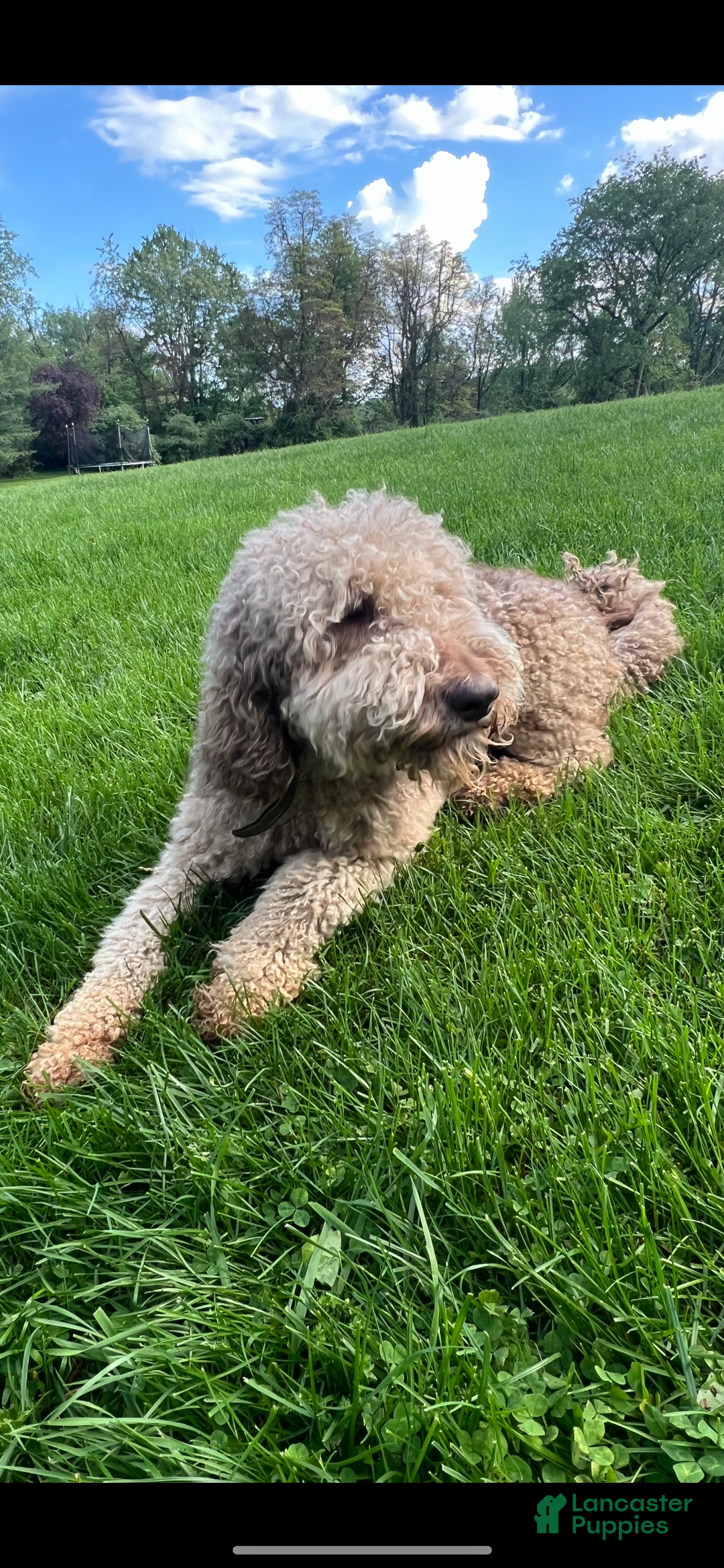 Goldendoodle dogs for sale: Skye - Image 5